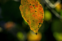 DSC00254.- 柿の葉色付く
