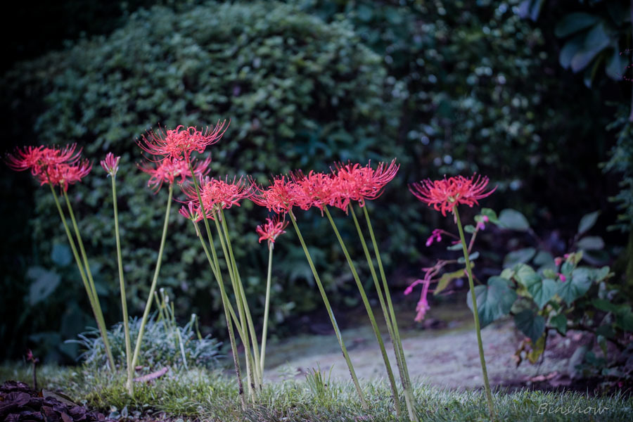 DSC02117　散歩道の彼岸花-10