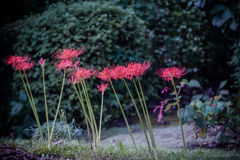 DSC02117　散歩道の彼岸花-10