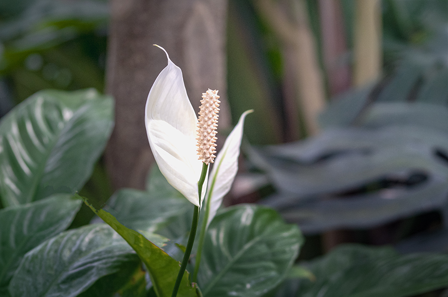 DSC09987. スパティフィラム