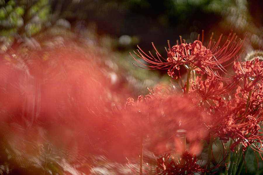 DSC08092. 紅燃ゆる