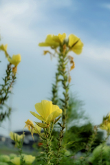 DSC09147. 世代を継ぐ