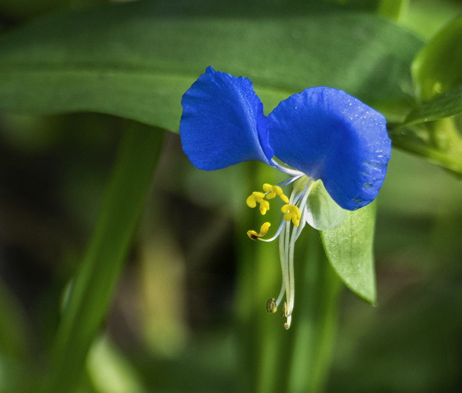 DSC04263 野辺の露草に朝陽射す