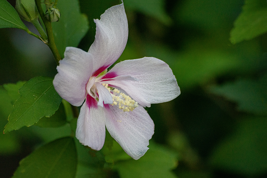 DSC02371. 花の素顔
