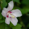 DSC02371. 花の素顔