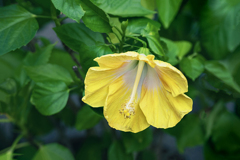 DSC02248.  夏は恵む