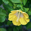 DSC02248.  夏は恵む