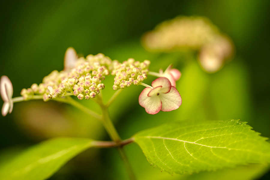 DSC07893 可憐な山紫陽花