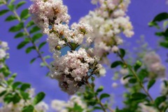 DSC07587. 百花繚乱百日紅