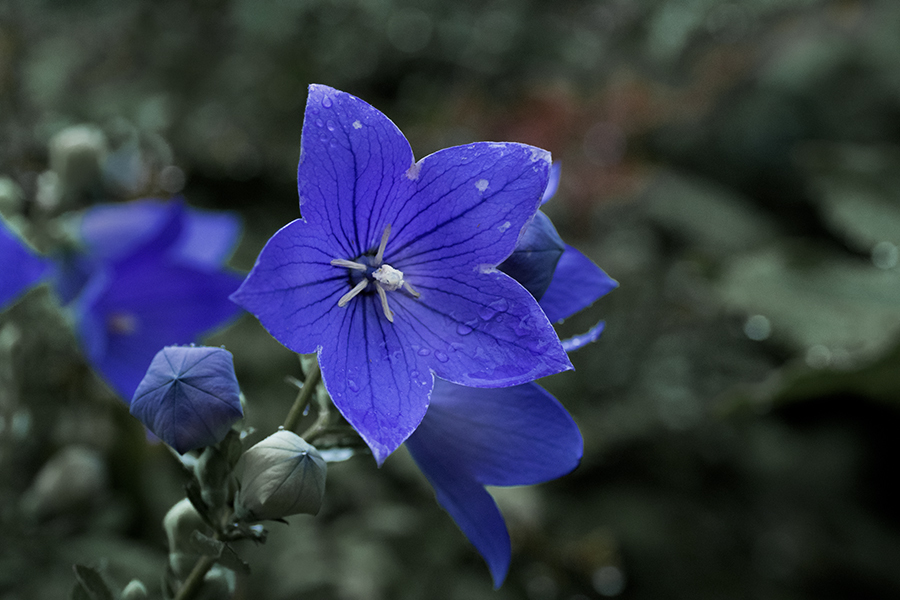 DSC03621. 凛　jpg
