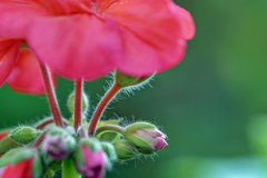 ゼラニューム次々と.