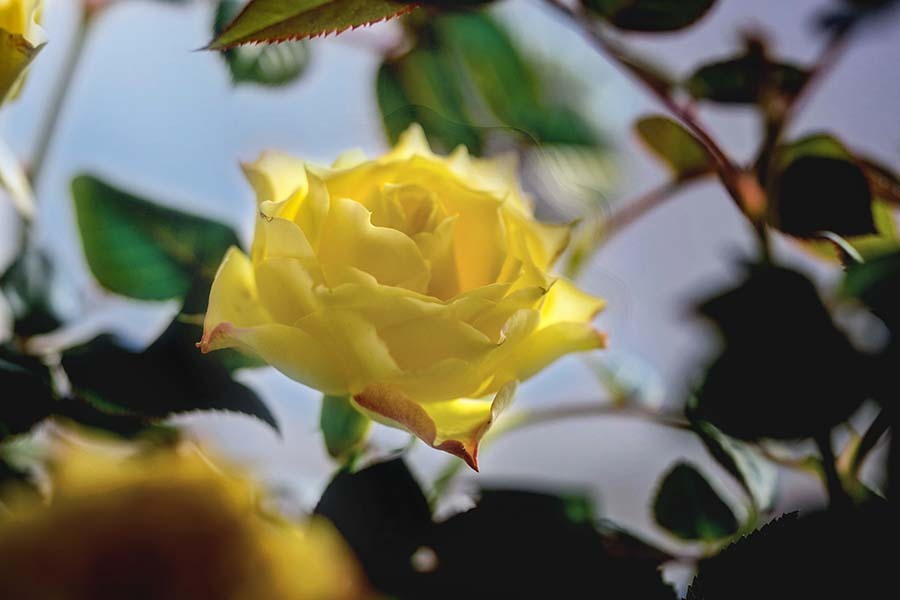 DSC07529 出窓の薔薇-1