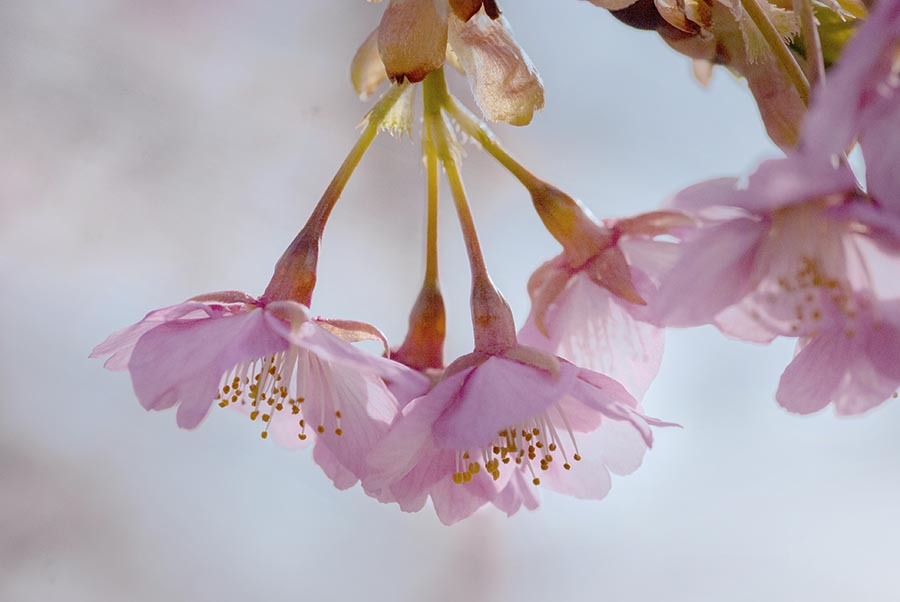 DSC01596-1 安行桜です