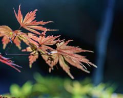 DSC02594. 時めく妖精たち