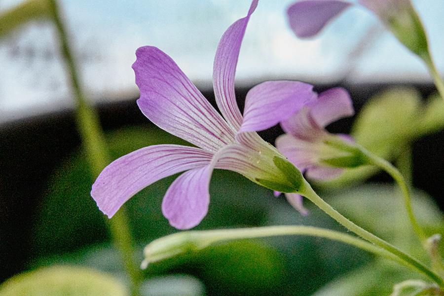DSC00592. 窓辺のカタバミ