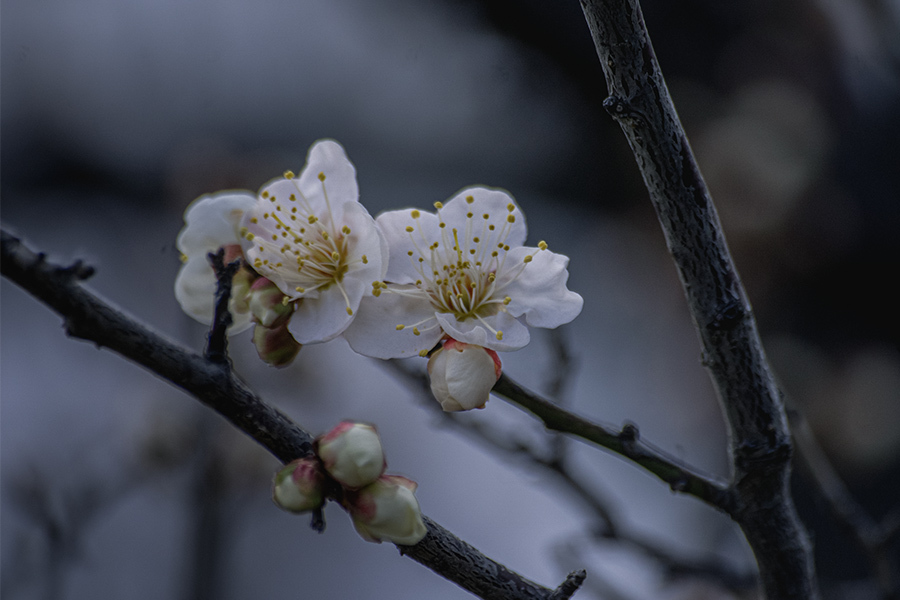 DSC09656. 白梅咲きぬ
