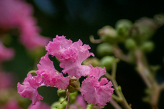 DSC09399. 思い残すな夏の花