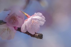 DSC08615. 乙女の桜？
