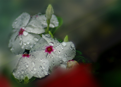 DSC01619. 日日草に雨粒