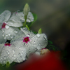 DSC01619. 日日草に雨粒