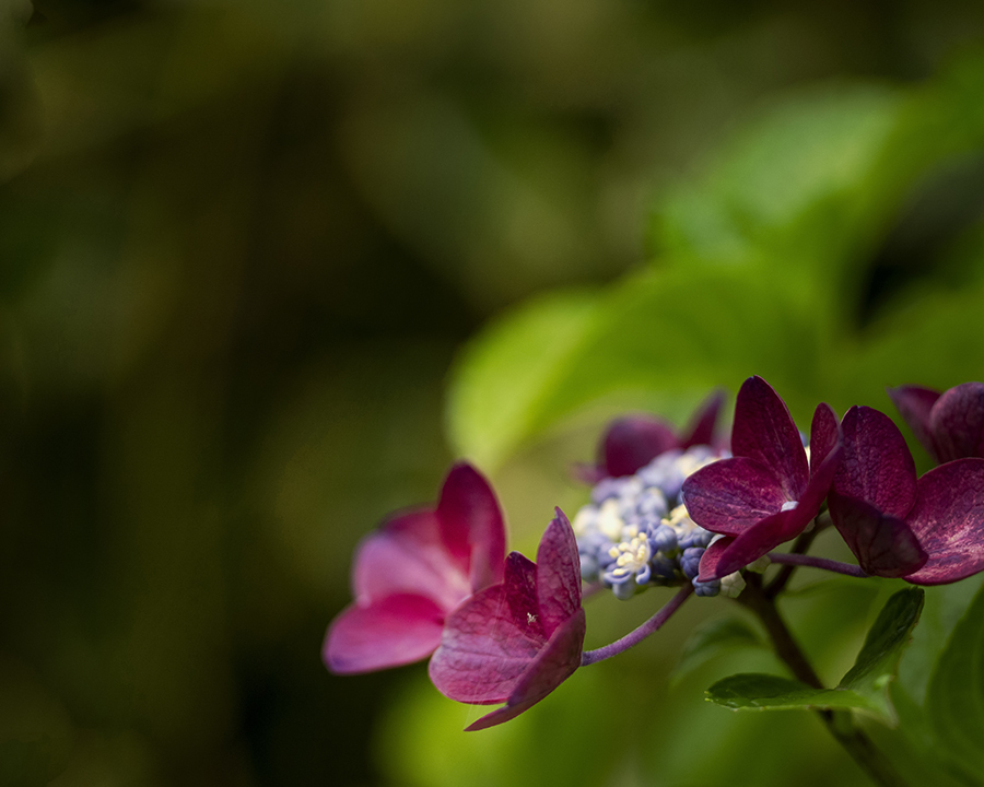 DSC07945 ボルドーワイン色の額紫陽花