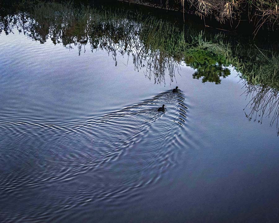 愛のさざ波  DSC05982.