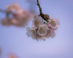 DSC07954. 追憶 遠くの桜と近くの桜