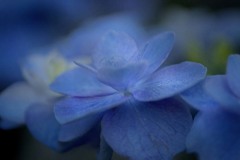 DSC02909 綾瀬川ブルーの紫陽花-3