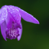 DSC06537  雨に濡れた紫蘭
