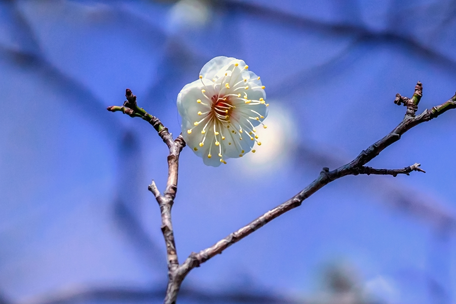 DSC06671　公園の梅