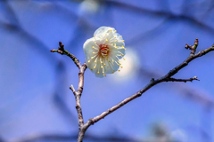 DSC06671　公園の梅