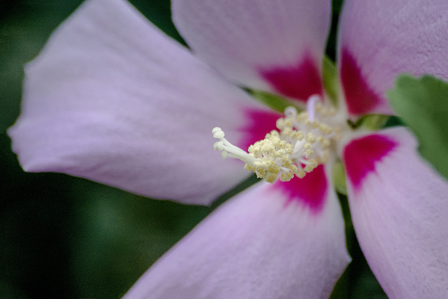 DSC02308. 夏の華