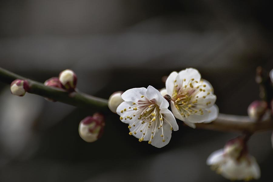 DSC05447 白梅