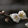 DSC05447 白梅