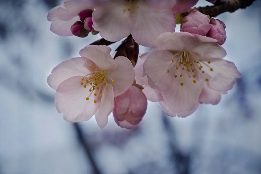 DSC01760  小径に春の芽ぐみ