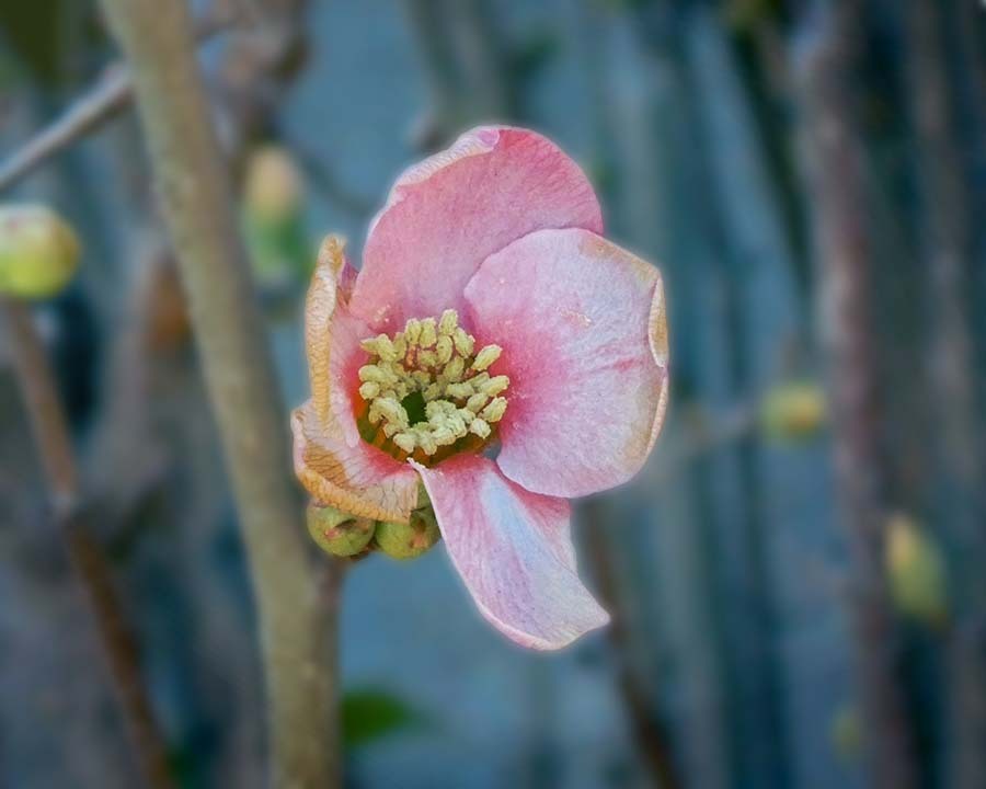 草ボケ　P1060130