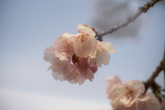 DSC07952. 河津桜