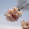 DSC07952. 河津桜