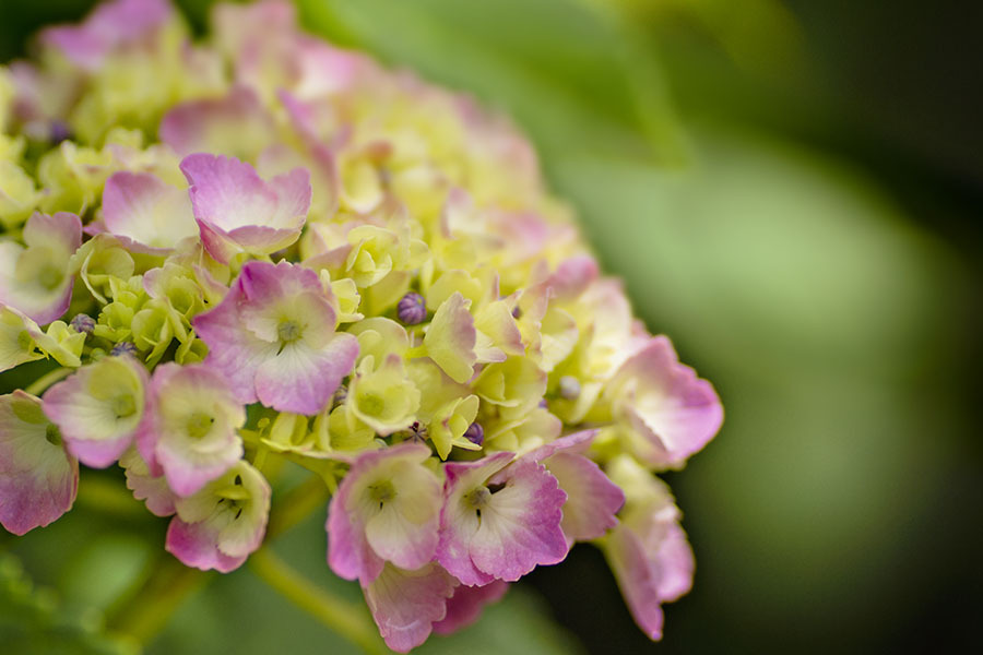 DSC03010 すんなり紫陽花