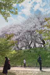 DSC01157. お花見もよう