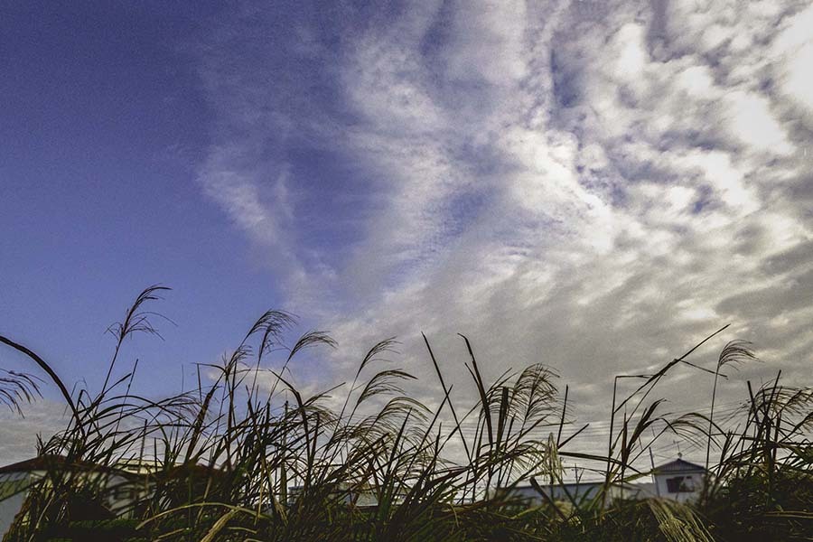 羊雲とススキ  DSC04225-
