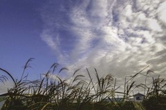 羊雲とススキ  DSC04225-