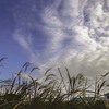 羊雲とススキ  DSC04225-