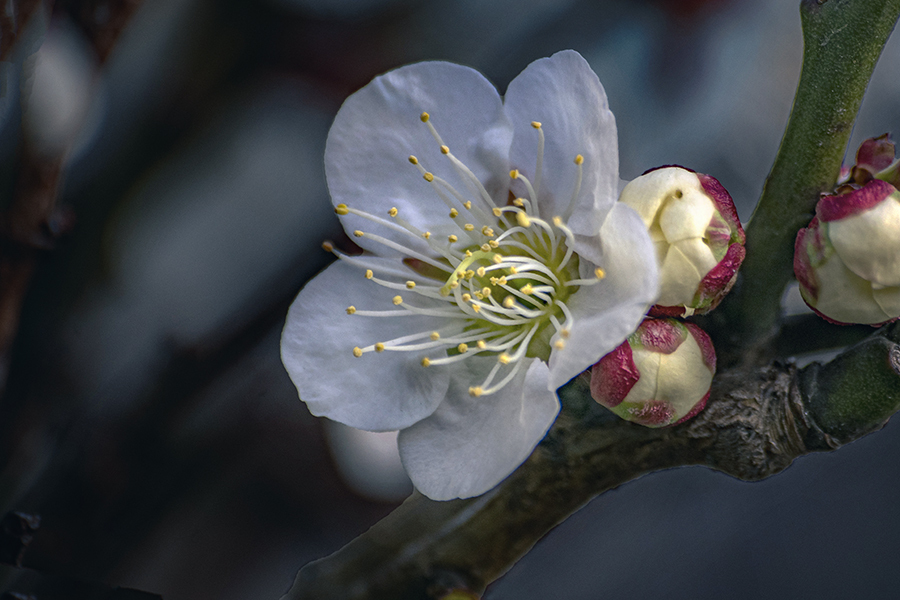 DSC00191 年々歳々花相似たり