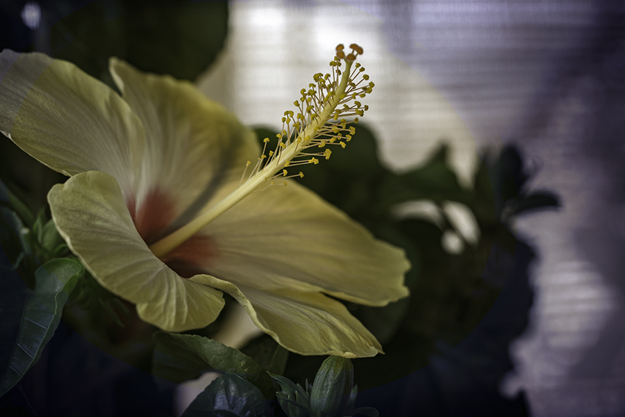 DSC00112. その名はホワイトスワン-1 psd