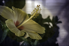 DSC00112. その名はホワイトスワン-1 psd