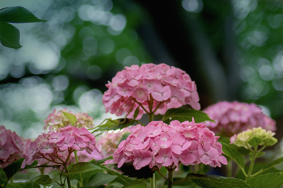 DSC08744. 今年も映える紫陽花街道