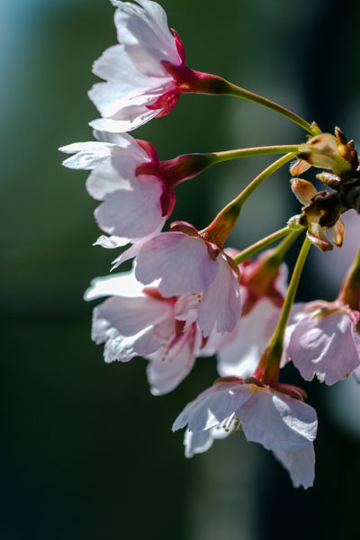 DSC08723-安行桜-18