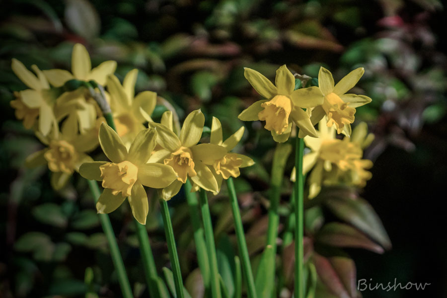 DSC05469-鉢植え水仙-3