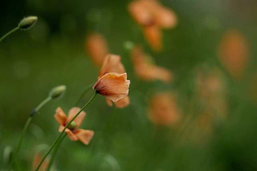 DSC01366 野原のポピー　